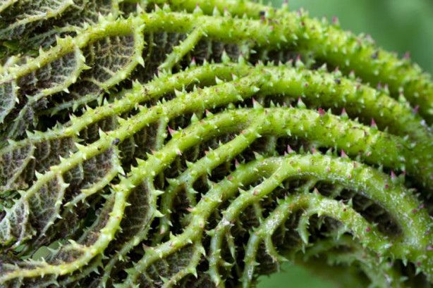 Foto - Sapı çok faydalı, yaprakları zehir! Eğer çiğ tüketirseniz bakın ne olur