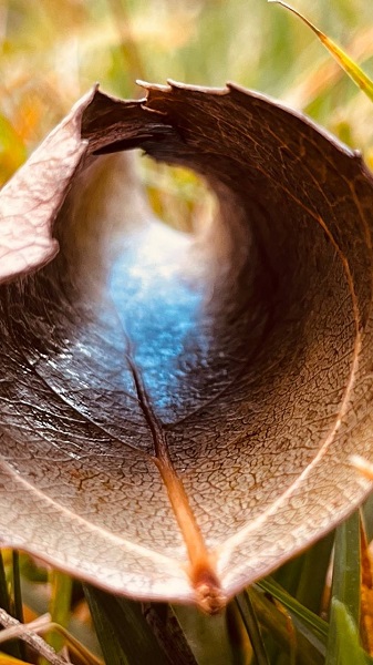 Foto - Sararan yapraklar göz kamaştırdı