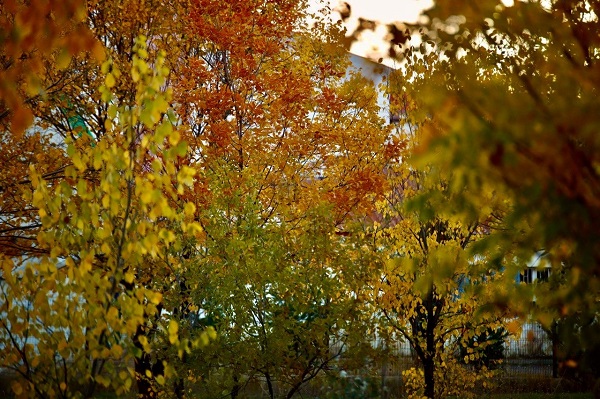 Foto - Sararan yapraklar göz kamaştırdı