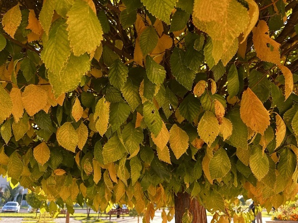 Foto - Sararan yapraklar göz kamaştırdı