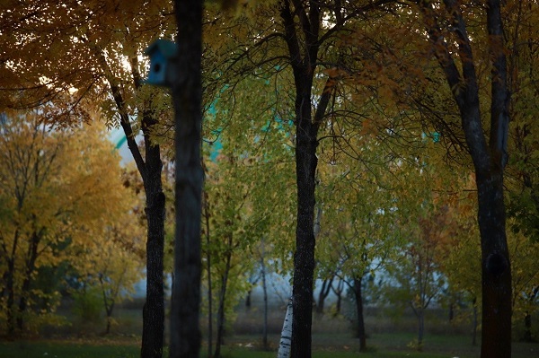 Foto - Sararan yapraklar göz kamaştırdı