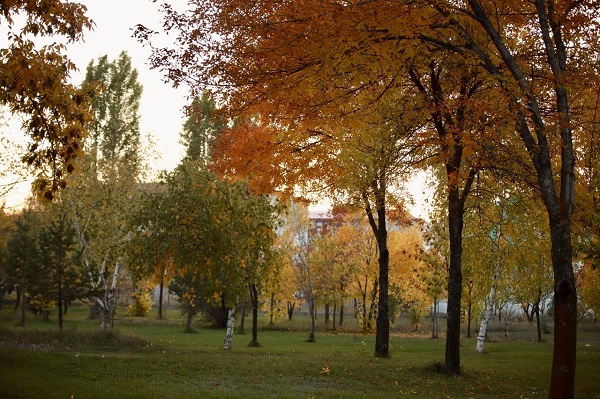 Foto - Sararan yapraklar göz kamaştırdı