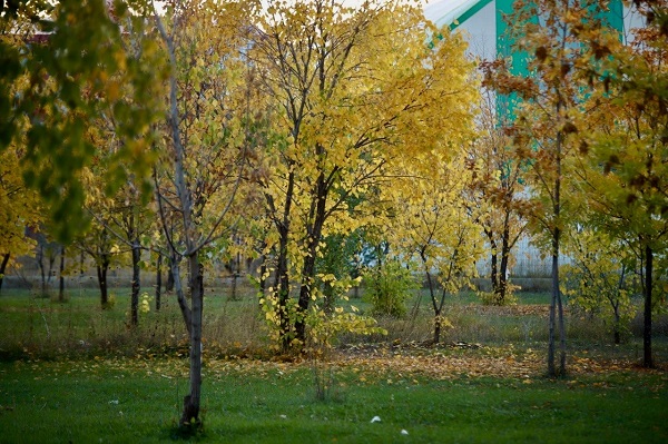 Foto - Sararan yapraklar göz kamaştırdı