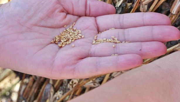 Foto - Saray mutfağının vazgeçilmezi tescilli ürün: Gastronominin altını 85 liradan satışa çıktı
