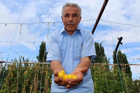 Foto - Sarı domates şaşkına çevirdi