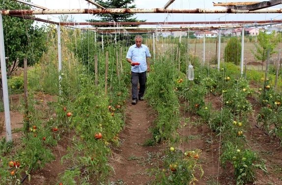 Foto - Sarı domates şaşkına çevirdi