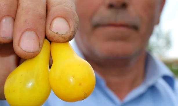 Sarı domates şaşkına çevirdi