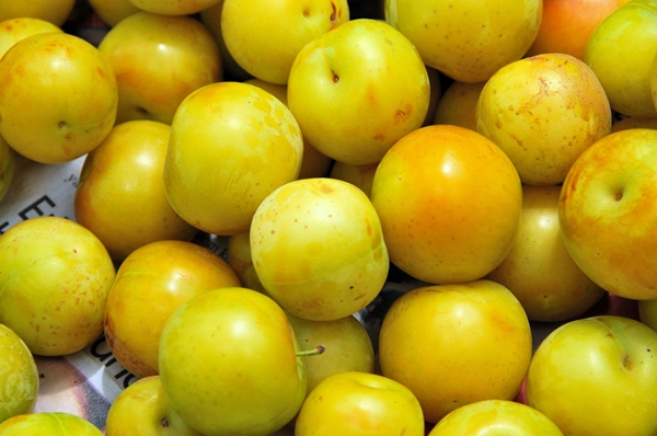 Foto - Sarı erik bahar yorgunluğunu alıyor