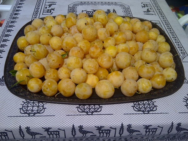 Foto - Sarı erik bahar yorgunluğunu alıyor