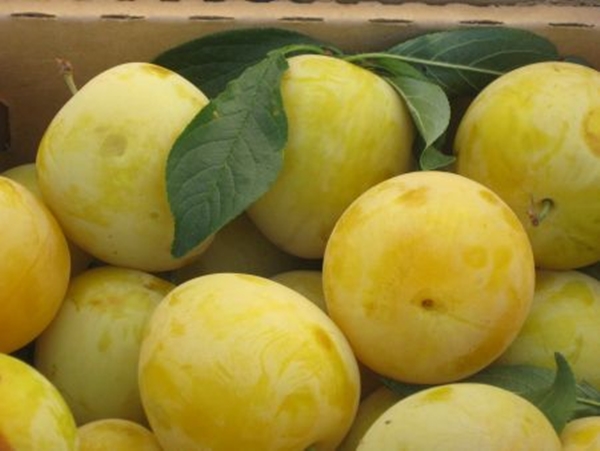 Foto - Sarı erik bahar yorgunluğunu alıyor