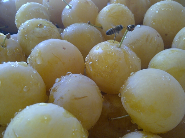 Foto - Sarı erik bahar yorgunluğunu alıyor