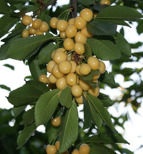 Foto - Sarı erik bahar yorgunluğunu alıyor