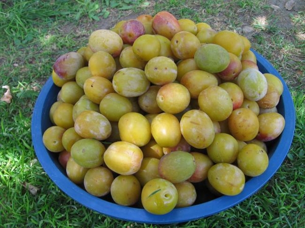 Foto - Sarı erik bahar yorgunluğunu alıyor