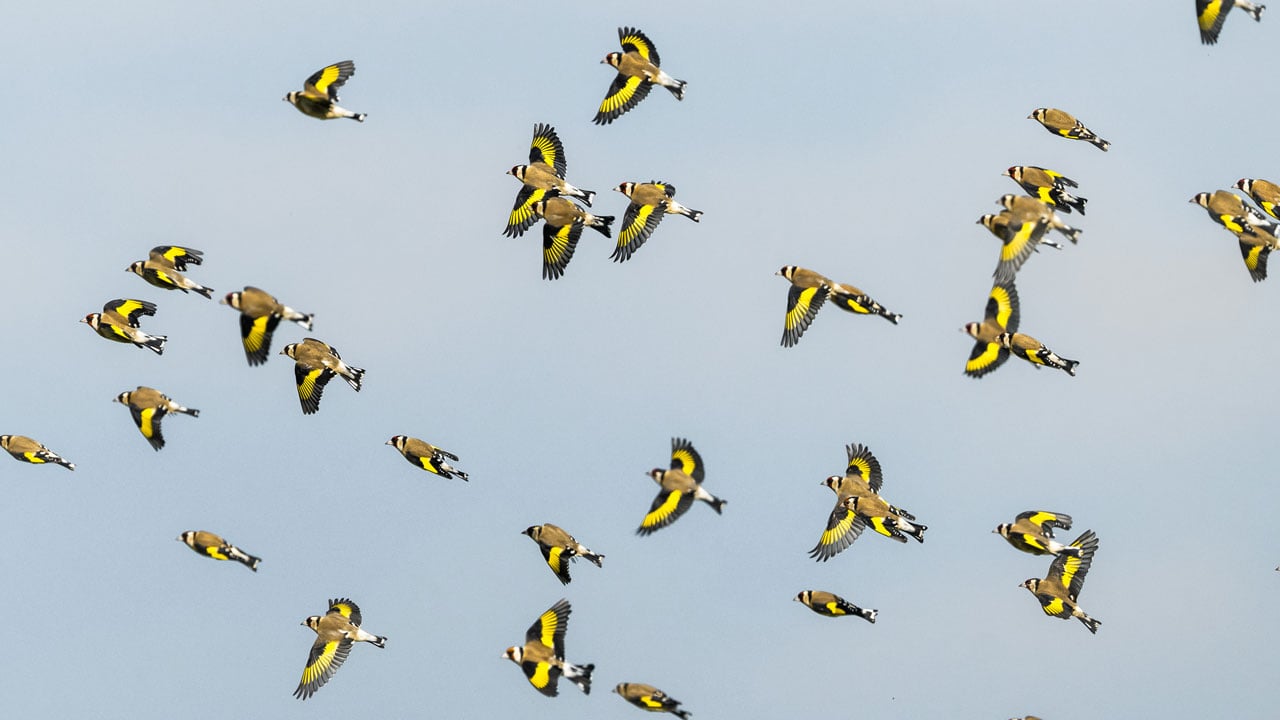 Sarı kanatlar kırlara renk kattı! Bursa’da saka kuşları görsel şölen sundu