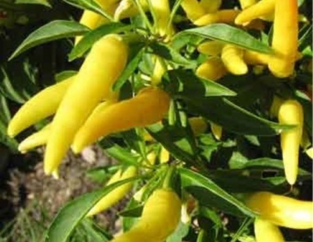 Foto - Sarı yiyeceklerden gelen şifa