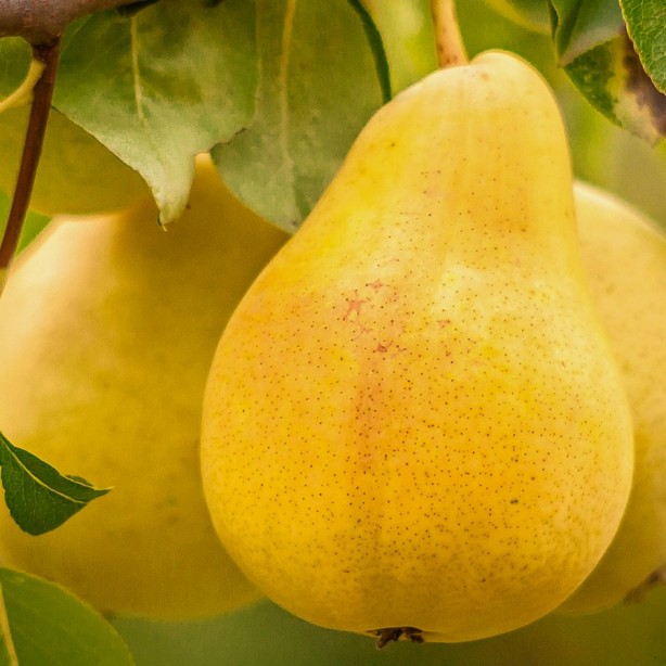 Foto - Sarı yiyeceklerden gelen şifa