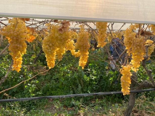 Foto - Sarıgöl'de yılın son üzüm hasadı yapıldı