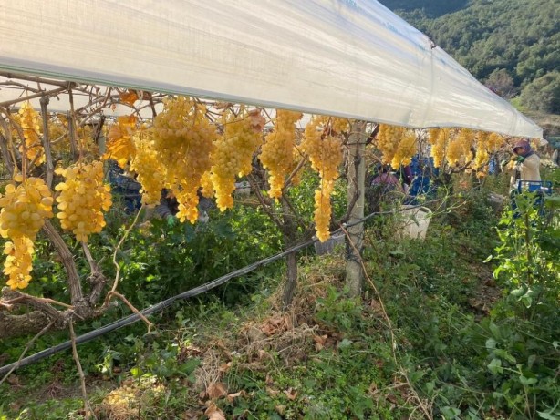 Foto - Sarıgöl'de yılın son üzüm hasadı yapıldı