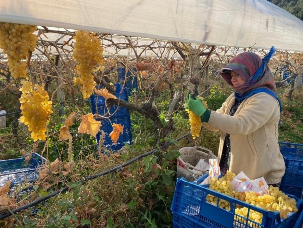 Foto - Sarıgöl'de yılın son üzüm hasadı yapıldı