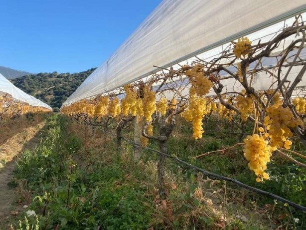 Foto - Sarıgöl'de yılın son üzüm hasadı yapıldı