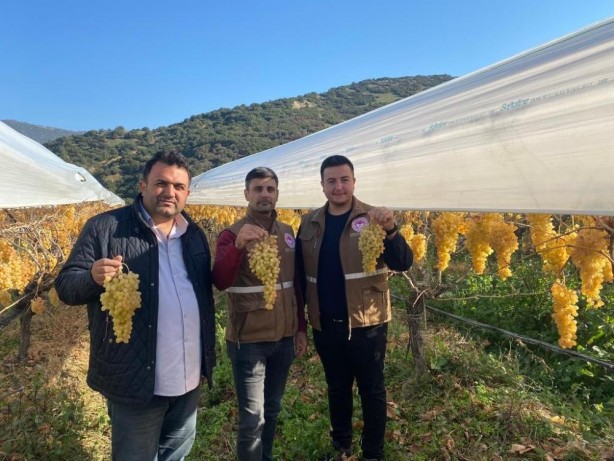 Sarıgöl'de yılın son üzüm hasadı yapıldı