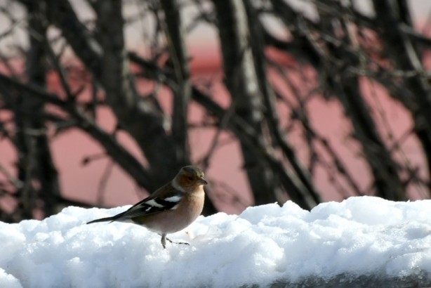 Foto - Sarıkamış karla kaplandı
