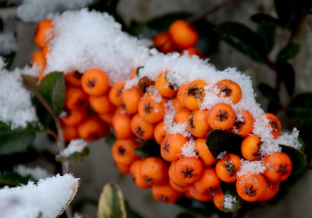 Sarıkamış karla kaplandı