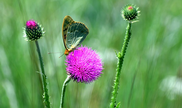 Foto - Sarıkamış kışın karla, yazın çiçeklerle bürünüyor