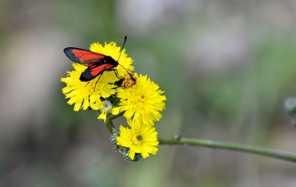 Foto - Sarıkamış kışın karla, yazın çiçeklerle bürünüyor