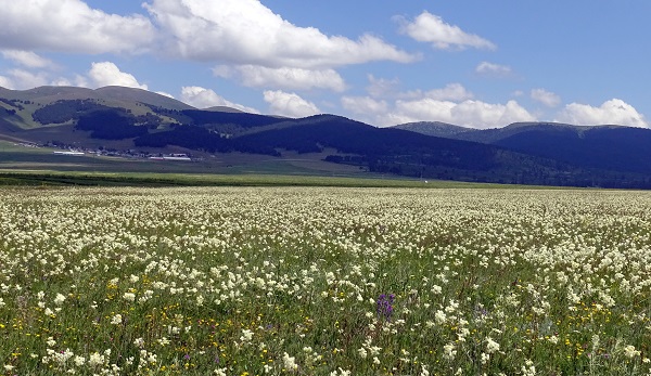 Foto - Sarıkamış kışın karla, yazın çiçeklerle bürünüyor