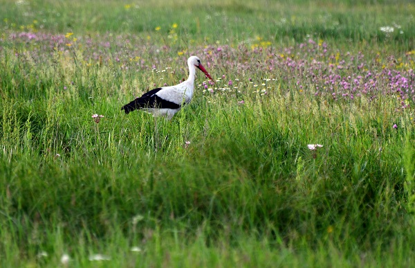 Foto - Sarıkamış kışın karla, yazın çiçeklerle bürünüyor