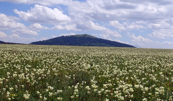 Foto - Sarıkamış kışın karla, yazın çiçeklerle bürünüyor