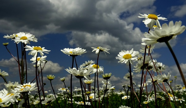Foto - Sarıkamış'ta renk cümbüşü