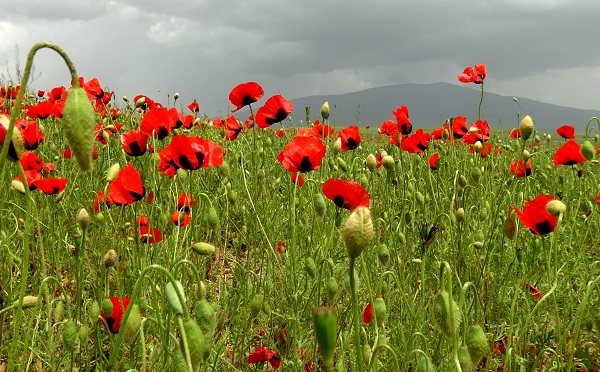 Foto - Sarıkamış'ta renk cümbüşü