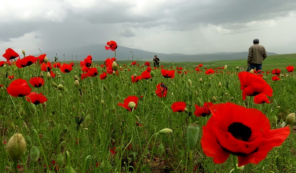 Foto - Sarıkamış'ta renk cümbüşü