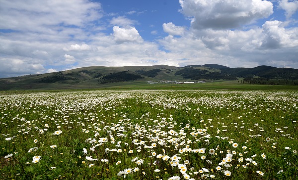 Foto - Sarıkamış'ta renk cümbüşü