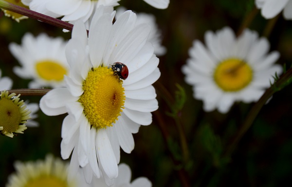 Foto - Sarıkamış'ta renk cümbüşü