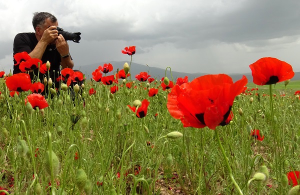 Foto - Sarıkamış'ta renk cümbüşü