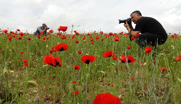 Foto - Sarıkamış'ta renk cümbüşü