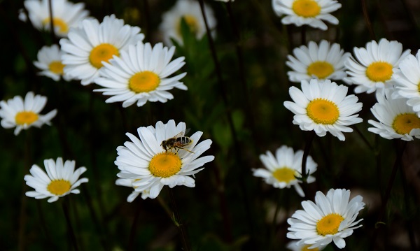 Sarıkamış'ta renk cümbüşü