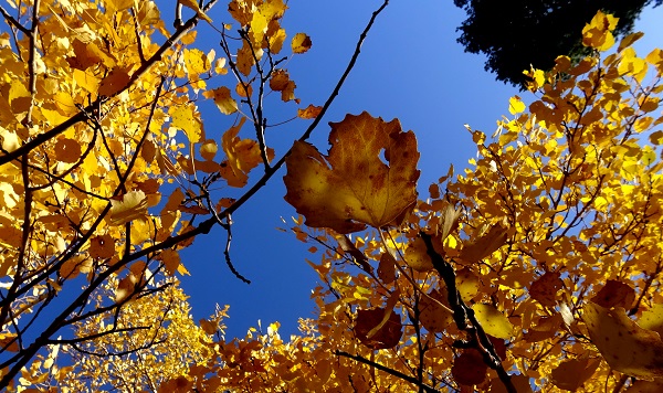 Sarıkamış'ta sonbahar renkleri