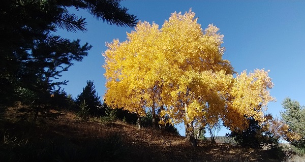 Foto - Sarıkamış'ta sonbahar renkleri