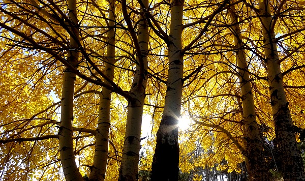 Foto - Sarıkamış'ta sonbahar renkleri