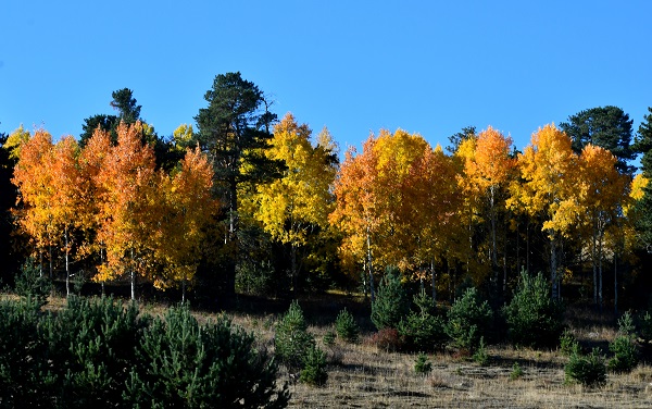 Foto - Sarıkamış'ta sonbahar renkleri