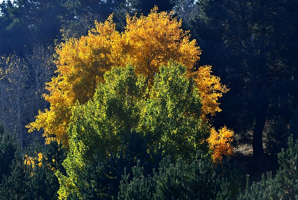 Foto - Sarıkamış'ta sonbahar renkleri