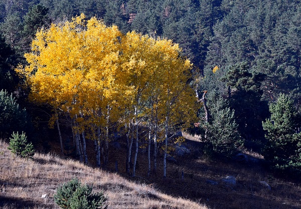 Foto - Sarıkamış'ta sonbahar renkleri