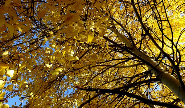 Foto - Sarıkamış'ta sonbahar renkleri