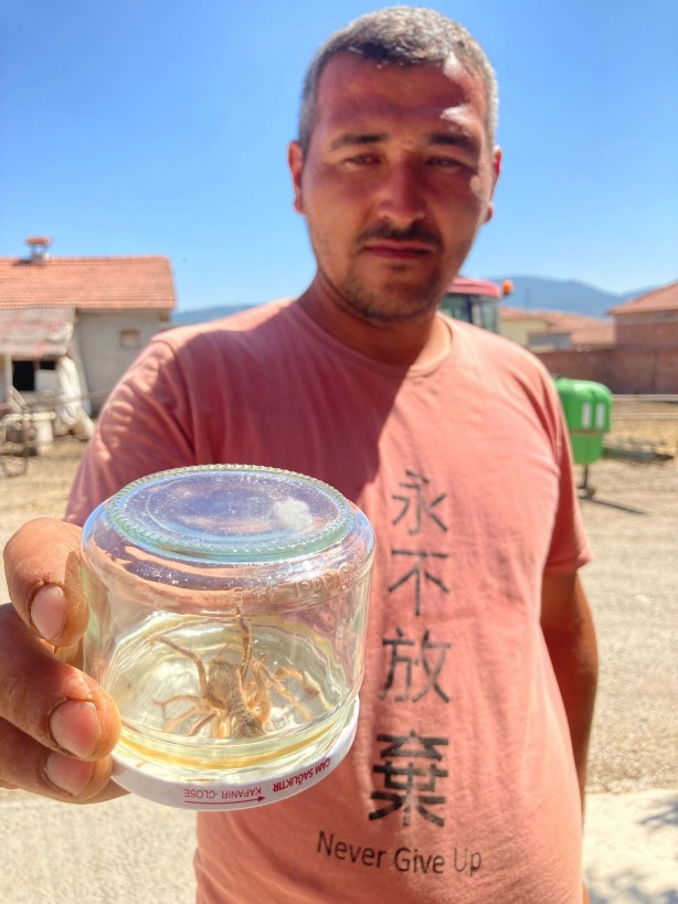 Foto - Sarıkız paniği büyüyor! 1 metre yükseğe sıçrayıp, akrep avlıyor...