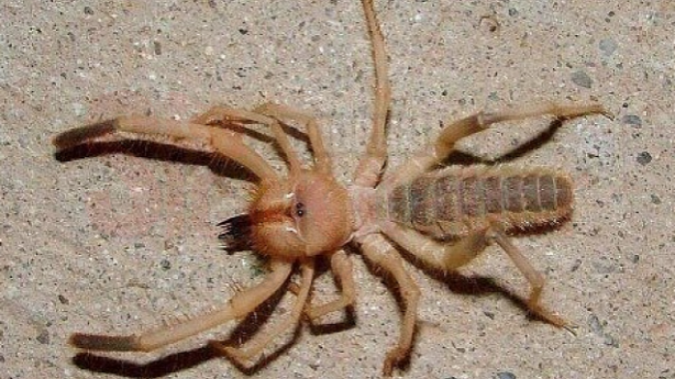 Foto - Sarıkız paniği büyüyor! 1 metre yükseğe sıçrayıp, akrep avlıyor...