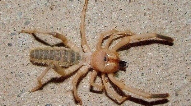 Sarıkız paniği büyüyor! 1 metre yükseğe sıçrayıp, akrep avlıyor...